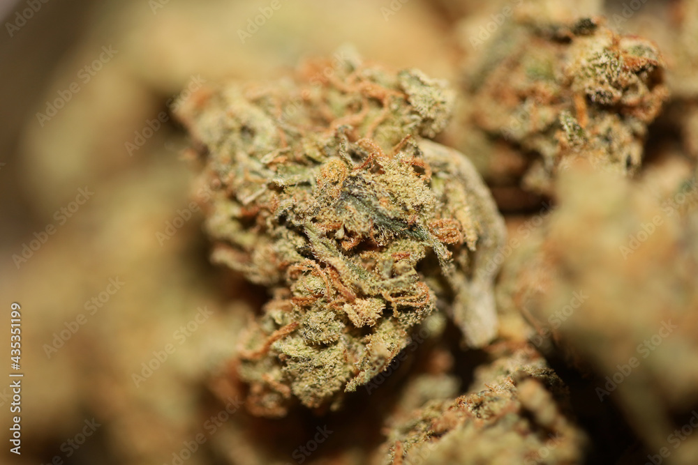 Cannabis bud close up background modern high quality big size print medical marihuana super lemon haze family cannabaceae Cannabis bud close up background modern high quality big size print medical marihuana super lemon haze family cannabaceae