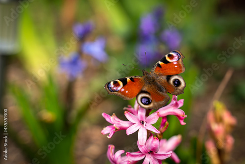 Ein Schmetterling Pfauenauge sitzt auf einer Blume