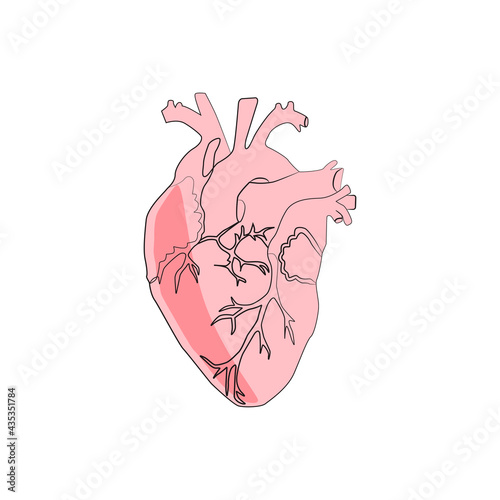 Line art sketch of human heart, vector illustration