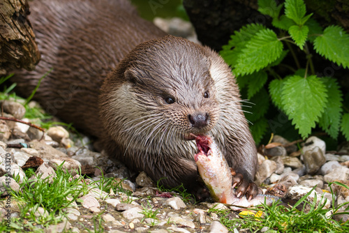 Nahaufnahme eines Fischotters auf einer Schotterbank Fischotter frisst Fisch