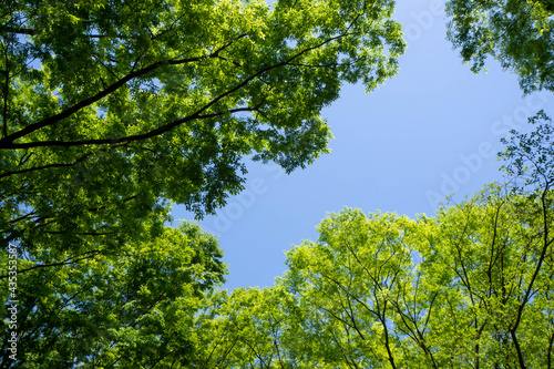 新緑の木々と間から覗く青空
