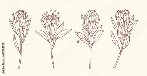 Set of hand drawn protea flowers photo