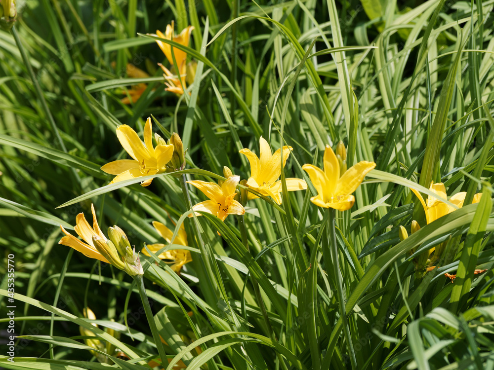 Fototapeta premium (Hemerocallis middendorffii) Touffes denses de hampes florales fines, arquées vert moyen de lis d'un jour ou Hémérocalle de Middendorff portant des boutons floraux ridés et des fleurs étoilées jaune