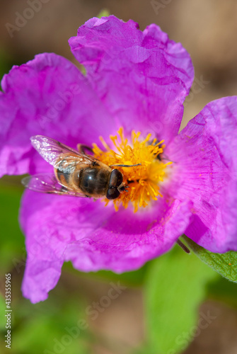 Wasp on pink flower portrait © osman