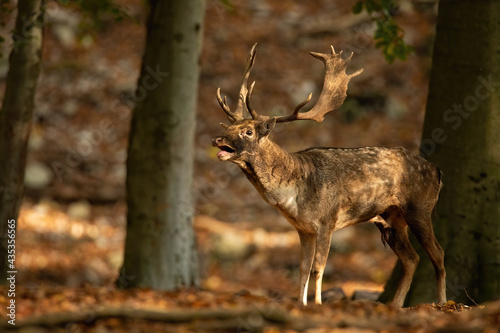 Dominant fallow deer, dama dama, roaring in sunlit forest during rutting season in autumn. Adult mamma with antlers and open mouth calling on the sun. Wild game in mating call during golden hour. © WildMedia