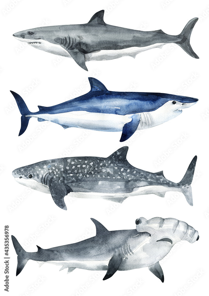 Set of set oceans painted in watercolor. Sperm whale, beluga, blue whale, killer whale, shark whale Set of set oceans painted in watercolor. Sperm whale, beluga, blue whale, killer whale, shark whale