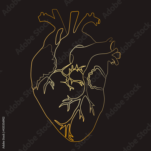 Line art sketch of human heart, vector illustration