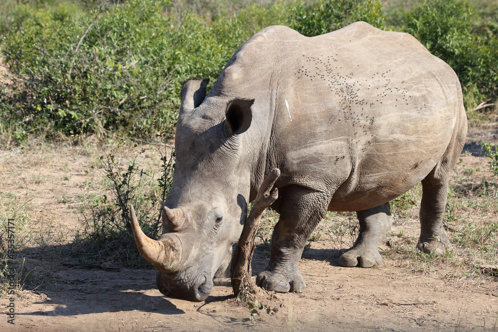 Obraz premium Breitmaulnashorn / Square-lipped rhinoceros / Ceratotherium Simum