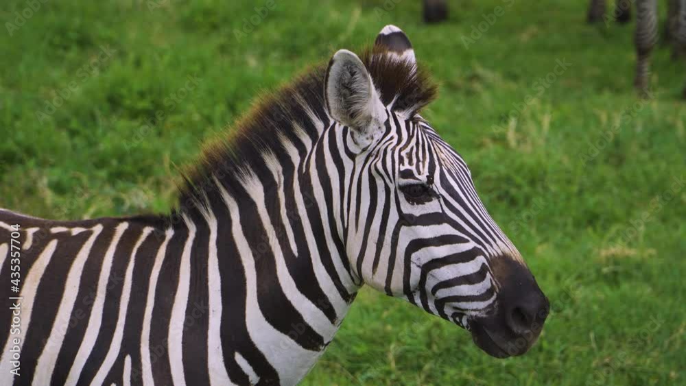 An African zebra stands on green grass and rests under the bright sun in the hot savannah. African safari An African zebra stands on green grass and rests under the bright sun in the hot savannah. African safari