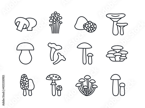 Mushrooms icon set. Vector linear icons contour shape outline. Modern glyph design. Champignon enoki truffle russula porcini cep chanterelle oyster morel fly agaric honey toadstool birch bolete