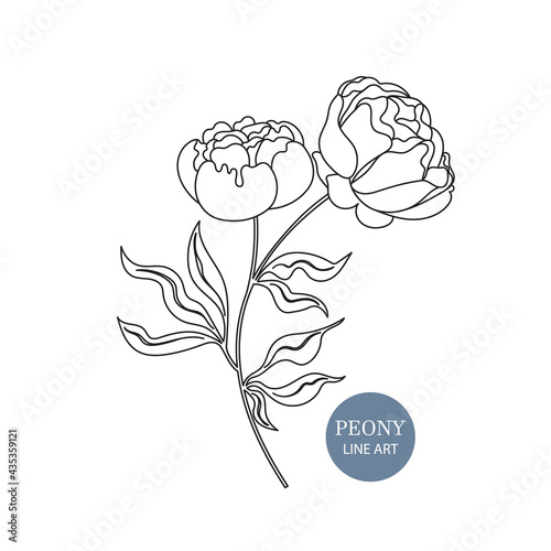 Peony branch Isolated illustration