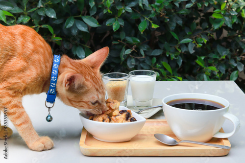 cat taking cookie on coffee table in the garden