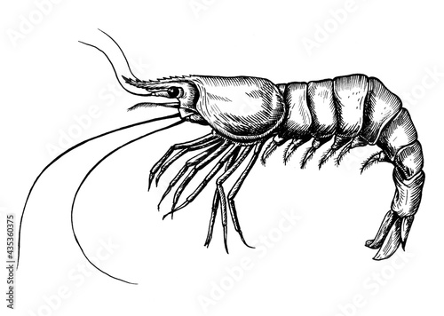 Hand drawn shrimp isolated photo