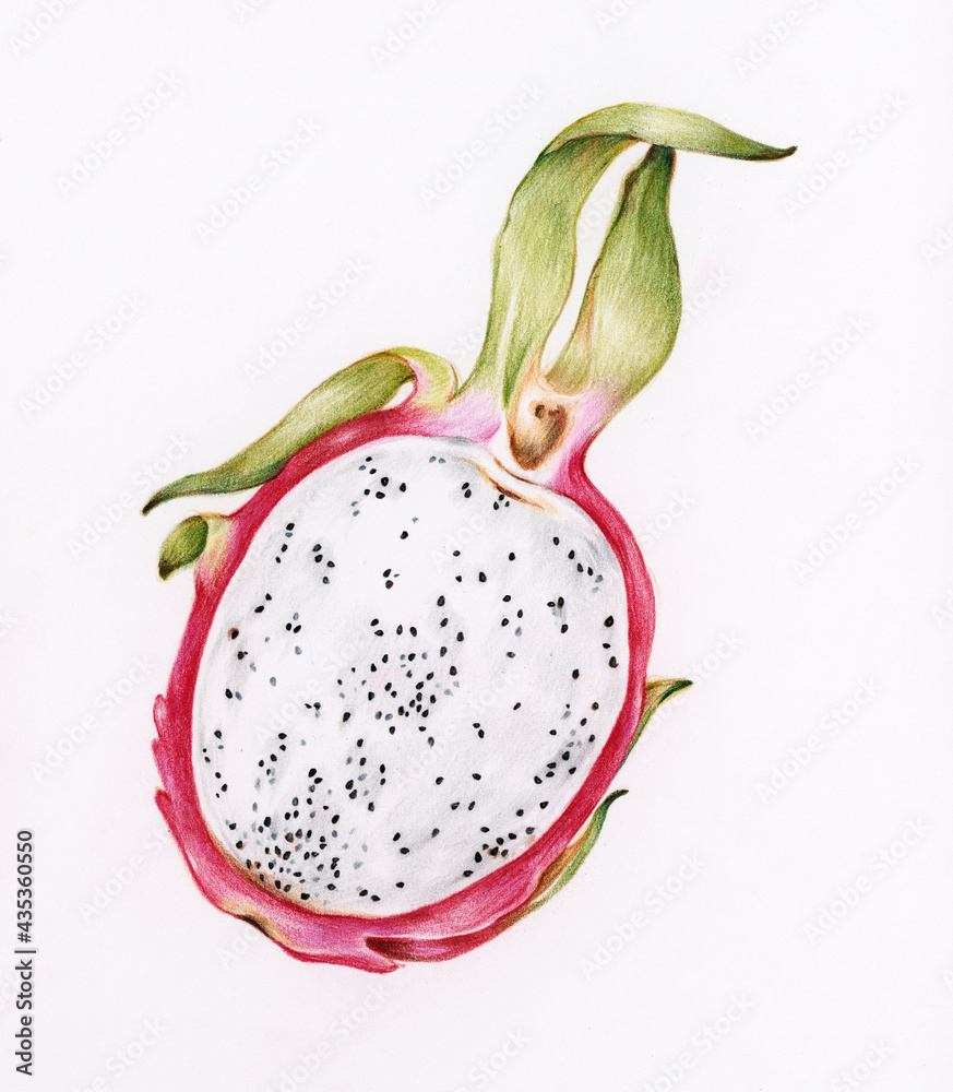 Hand drawn dragon fruit illustration Hand drawn dragon fruit illustration