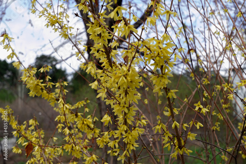 yellow leaves and flowers on a tree