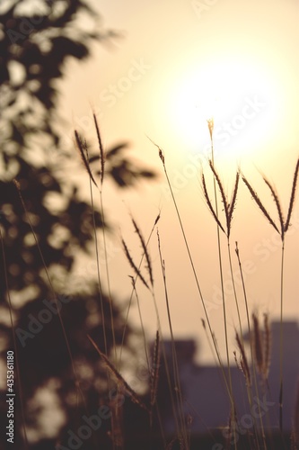 sunset in the field