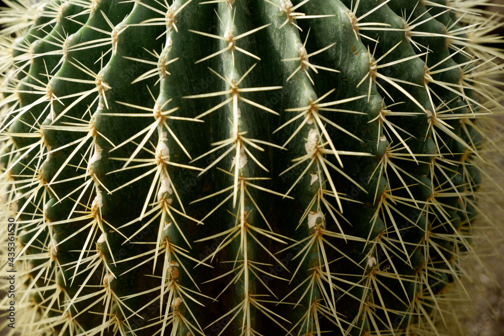 close up of a cactus succulent macro close up of a cactus succulent macro
