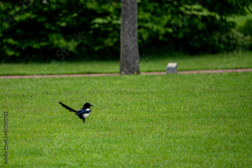 a magpie in front of a blurred background,