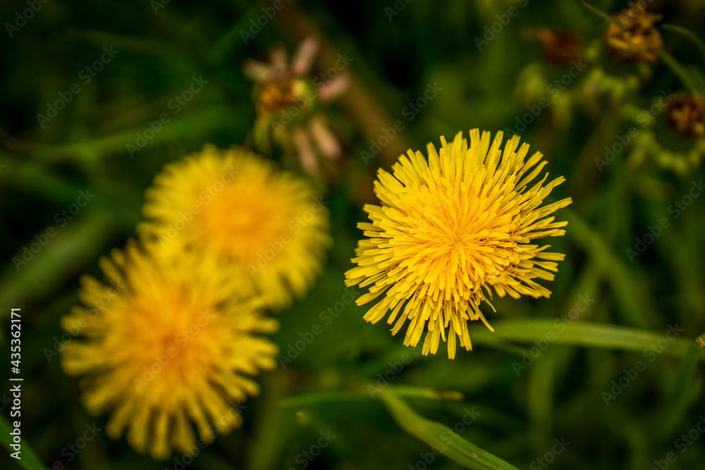 Yellow dandelion flowers on the spring meadow Yellow dandelion flowers on the spring meadow