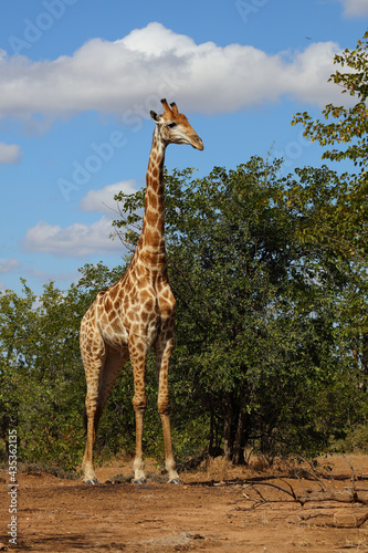 Giraffe / Giraffe / Giraffa camelopardalis