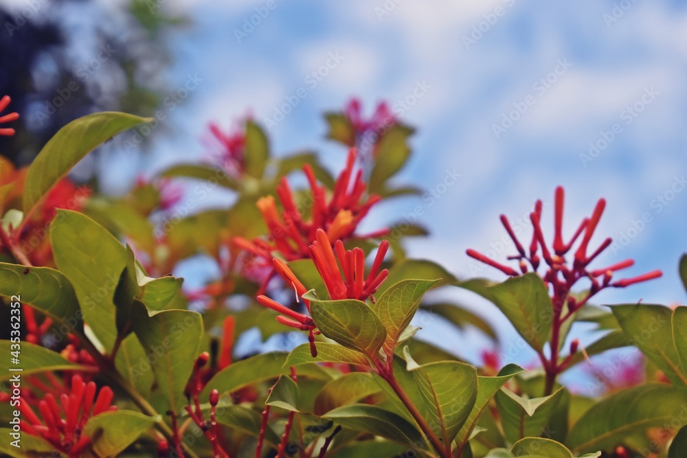 red flower on sky background