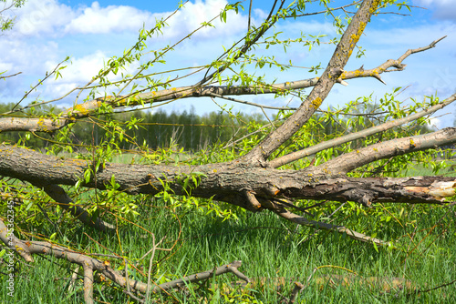 A fallen tree lies on the green grass against a background of blue sky and white clouds. Summer. Day