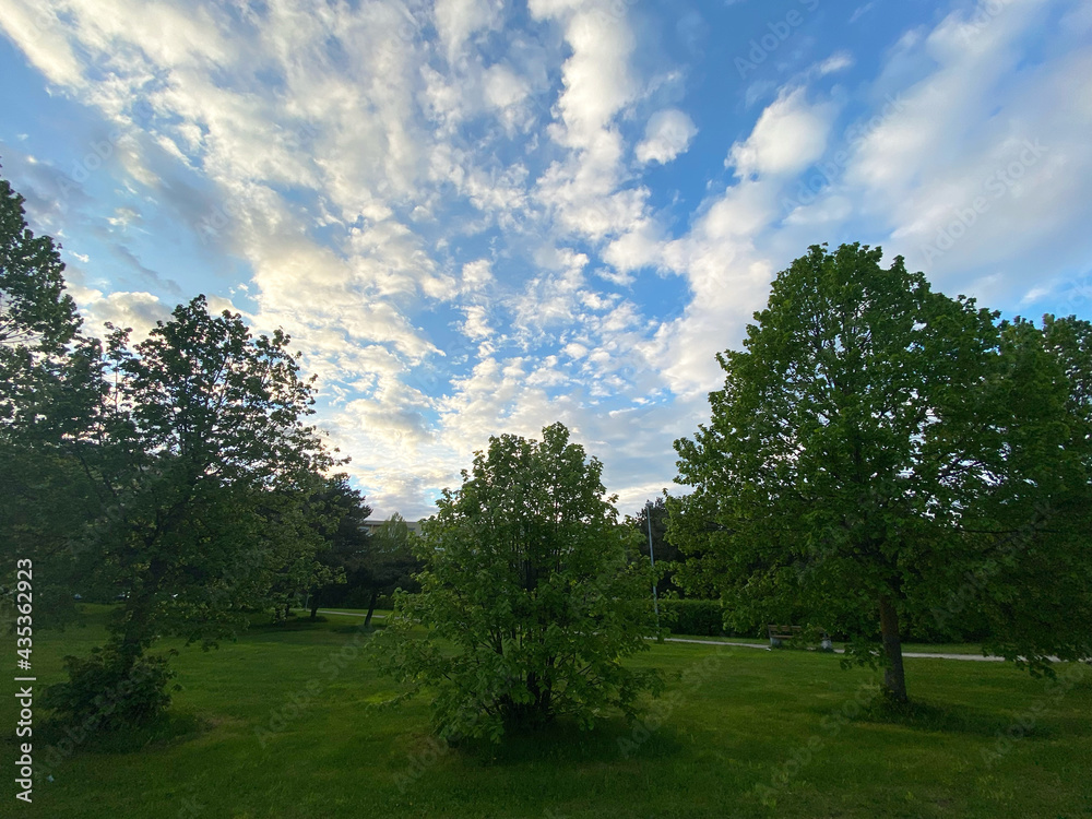 Bright sky in the park in spring