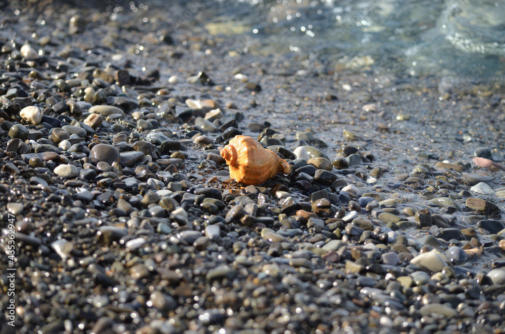 Sea shells closeup. Rapana empty shell. A beautiful shell on the pebbled seashore. Conch shells at the beach, selective focus. Coast background