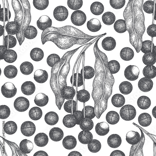 Hand drawn macadamia branch and kernels seamless pattern. Organic food vector illustration on white background. Retro nut illustration. Engraved style botanical background.