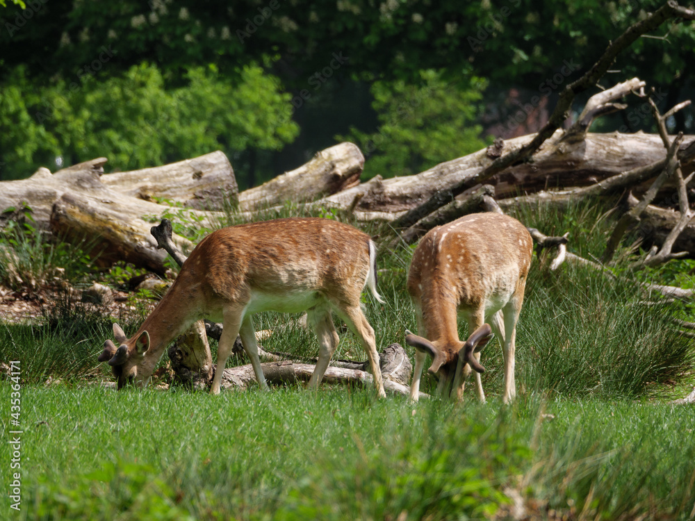 Wildpark und Natur im westlichen Münsterland Wildpark und Natur im westlichen Münsterland