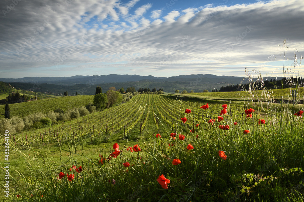 beautiful red poppies with young rows of vineyards and cloudy sky in the Chianti region of Tuscany. Spring season, Italy.