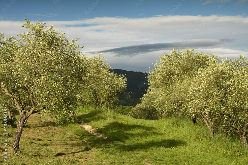 olive trees during spring season in Tuscany and blue cludy sky. Italy.