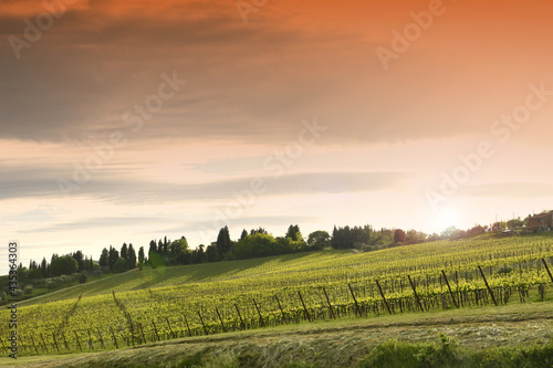 young vineyards at sunset in Tuscany. Chianti region, Italy.