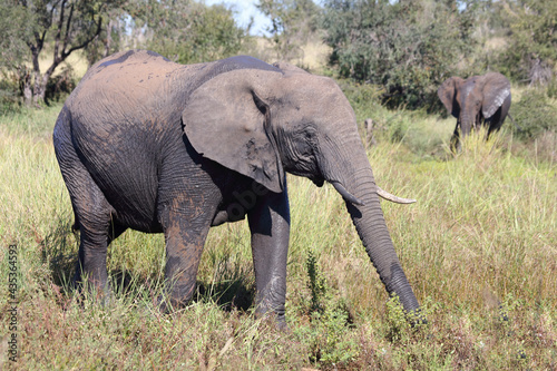 Afrikanischer Elefant   African elephant   Loxodonta africana