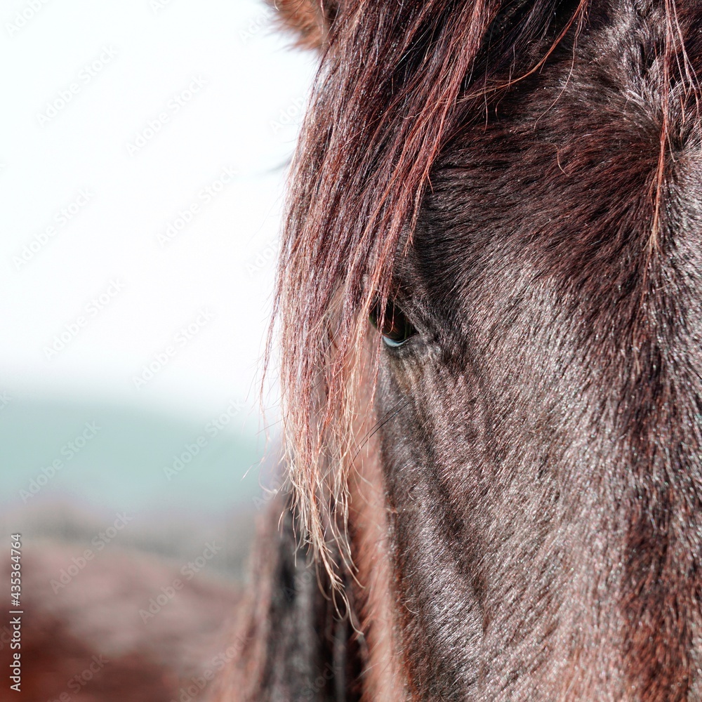 Naklejka piękny portret czarnego konia na łące