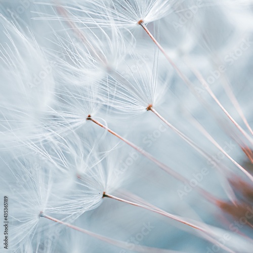 beautiful dandelion flower in spring season