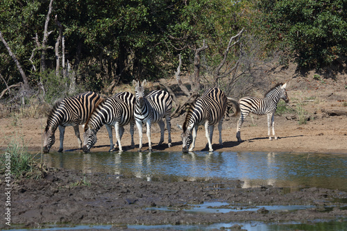 Steppenzebra   Burchell s zebra   Equus burchellii