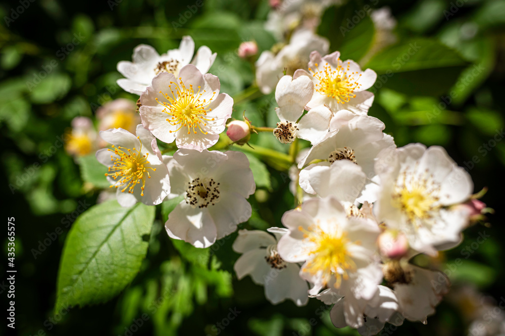 Delicate and small flowers and buds of Silky Rose, botanical name is Rosa sericea. Delicate and small flowers and buds of Silky Rose, botanical name is Rosa sericea.