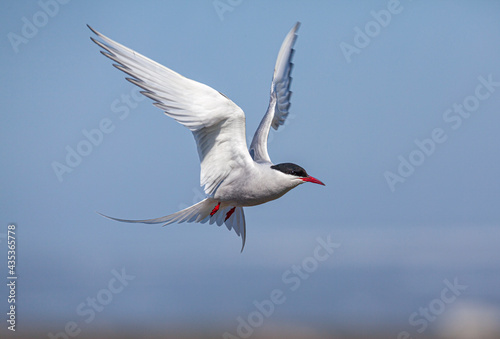 Arctic Tern (Sterna paradisaea) in flight 