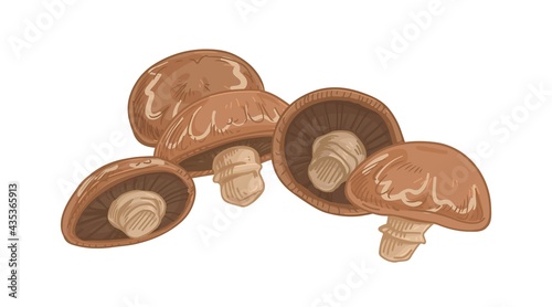 Brown champignon portobello with whole mushrooms. Fresh edible portobella fungi composition. Organic natural food. Colored hand-drawn vector illustration of fungus isolated on white background