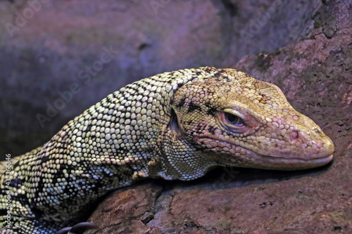 Close-up on a yellow monitor lizard in the park.