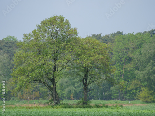 Waldgebiet im westlichen Münsterland
