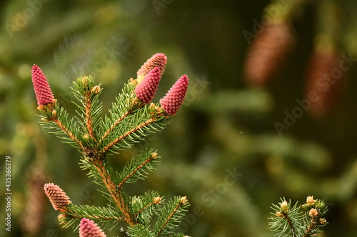 Young spruce strobile