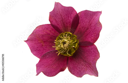 red hellebore flower isolated photo