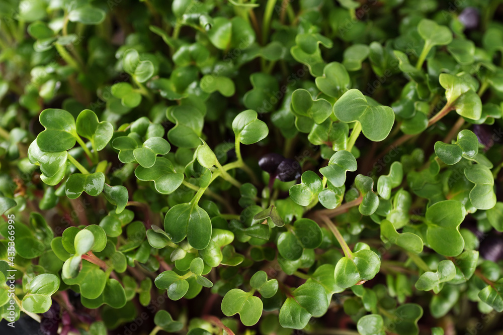 Micro grass top view of radish sprouts. Microgreen. Micro grass top view of radish sprouts. Microgreen.