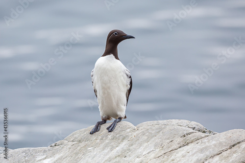 Foto Portrait of a Common Guillemot (Uria aalge) perched on a rock  in the Hornöya bi