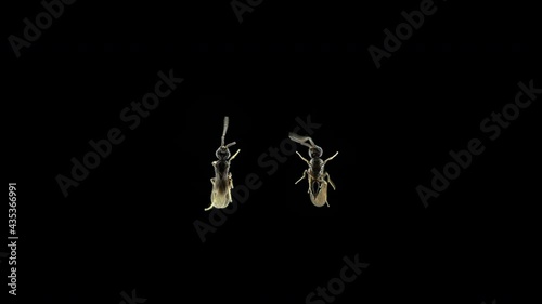 Wasp is a parasite of the family Superfamily Chalcidoidea under a microscope. Lays eggs in insects or their eggs. Sample size only 3mm photo