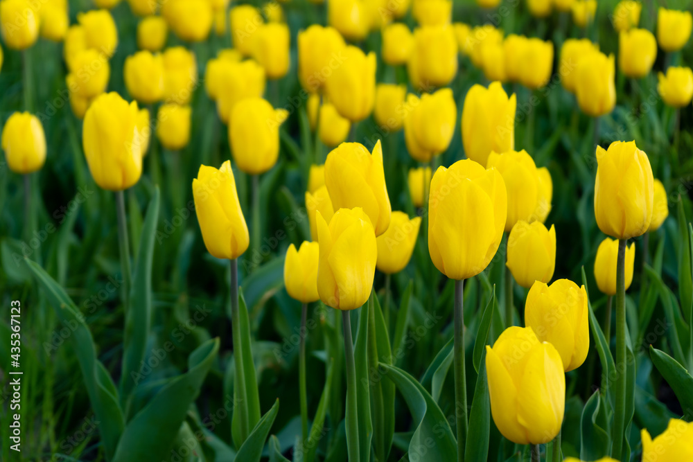 Yellow tulip in the field. A large bud of a yellow flower. Spring background. Tulips in the garden. Seasonal flowering of spring flowers. Close up Yellow tulip in the field. A large bud of a yellow flower. Spring background. Tulips in the garden. Seasonal flowering of spring flowers. Close up