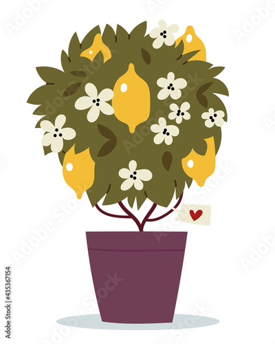 Lemon tree in a ceramic pot. Tree with flowers and fruits. Grown homemade fruits. Gardening.
