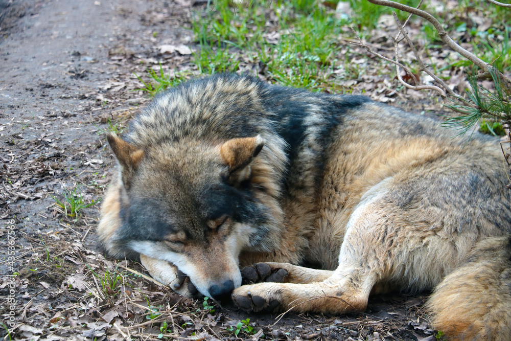Close-up on a wolf that sleeps in the forest under a tree. Close-up on a wolf that sleeps in the forest under a tree.
